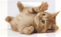 1582200288149916.png image.png