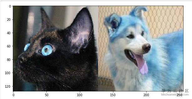 1564194010662008.jpg 猫狗图片1.jpg