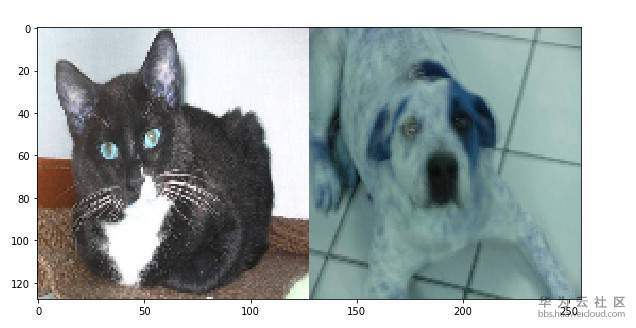 1564194023984530.jpg 猫狗图片2.jpg