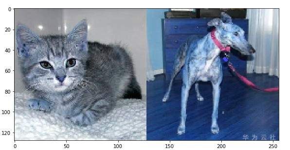 1564194039608970.jpg 猫狗图片3.jpg
