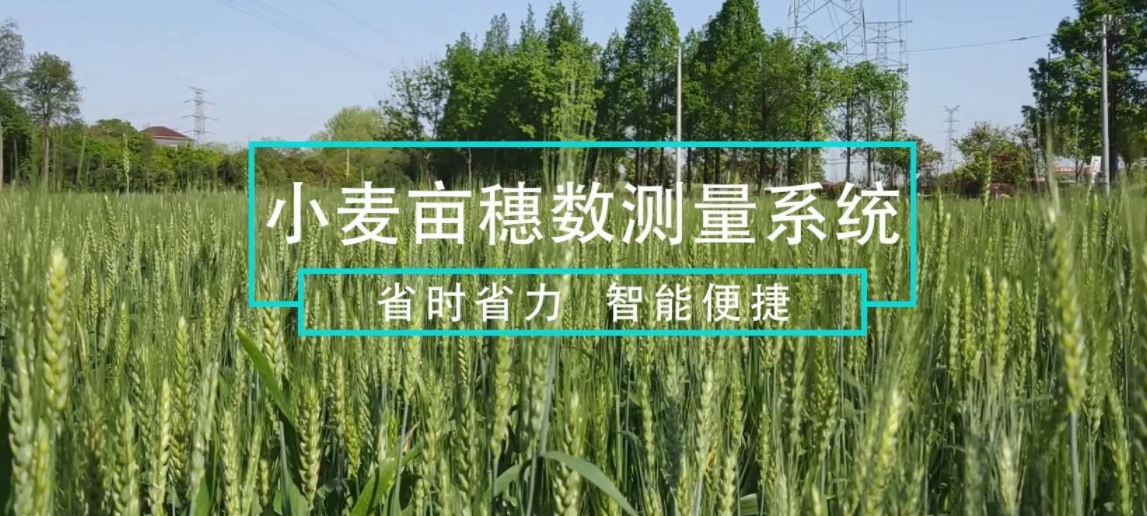 收麦3.jpg
