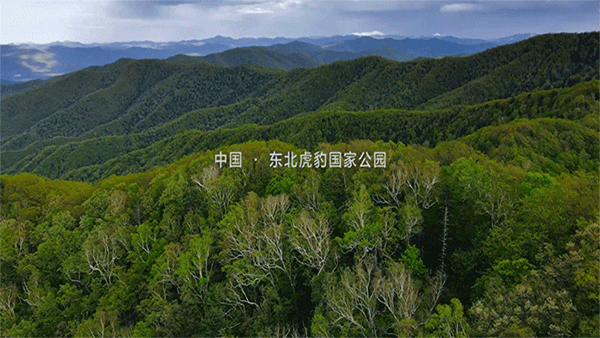 东北虎简介600.gif