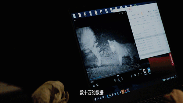 东北虎画面600.gif