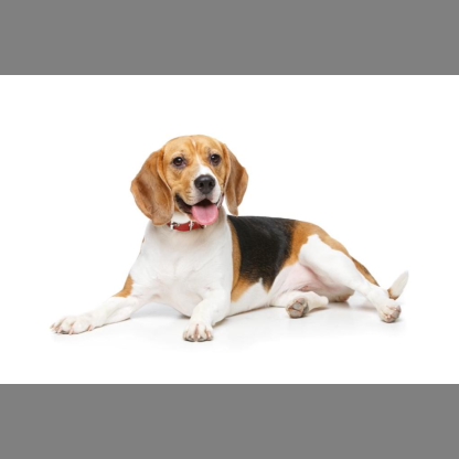 等比例缩放后dog