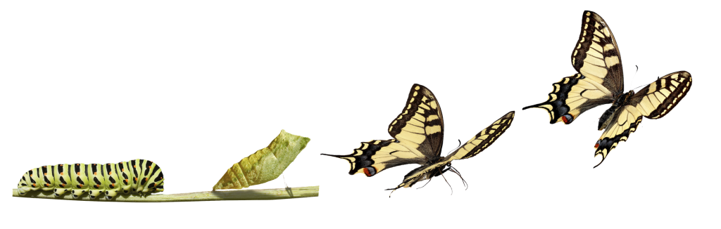 640 (2).png