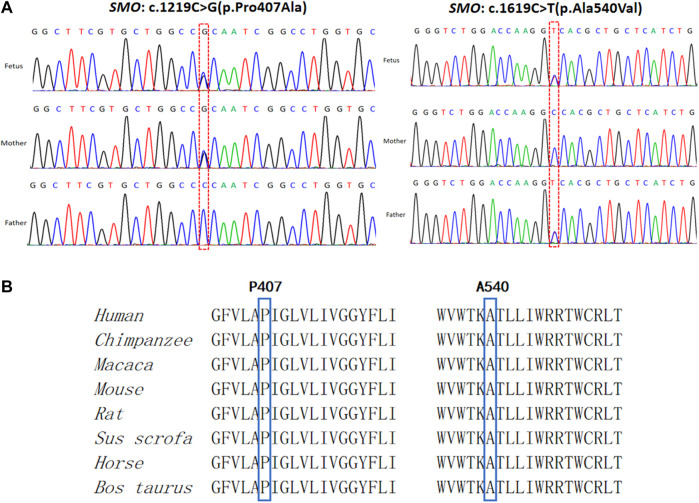 fgene-13-887082-g003.jpg