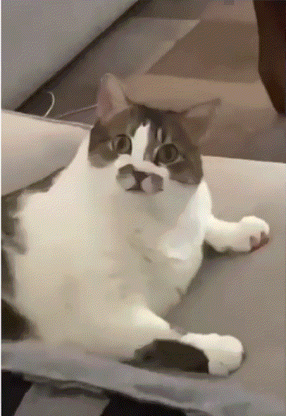 1.gif