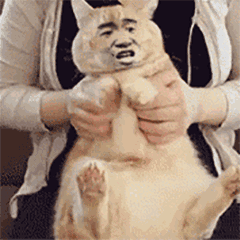 1.gif