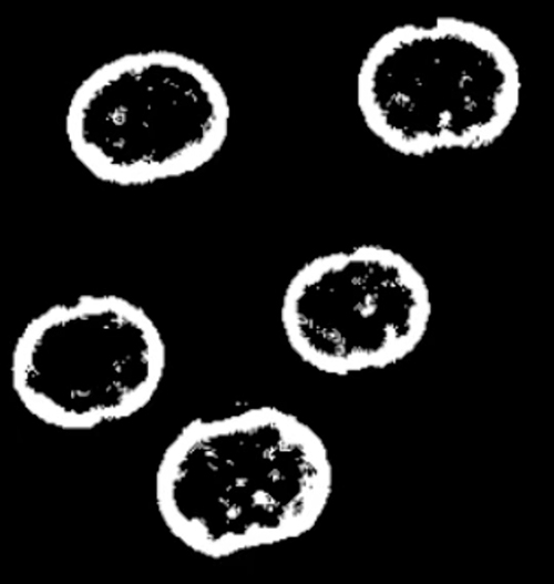 cells.jpg