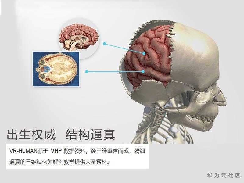 解剖1.jpg