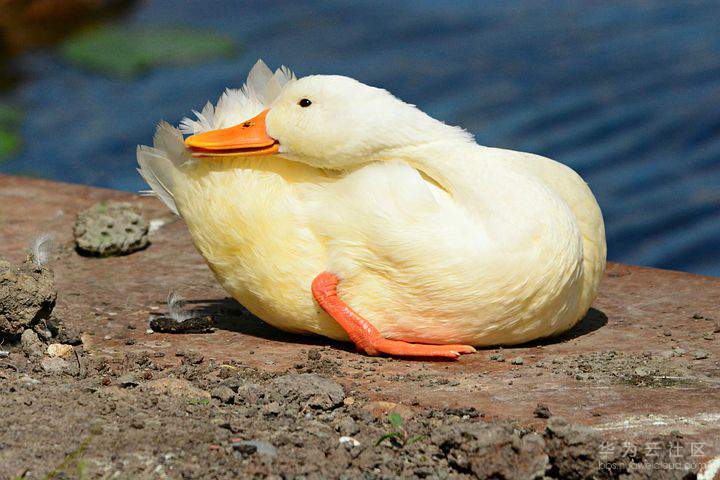 1562050202315292.jpg duck-4306086__480.jpg