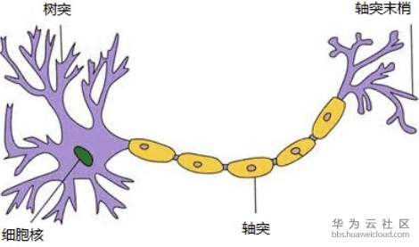 图1.生物神经元结构.png