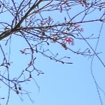 作者小头像